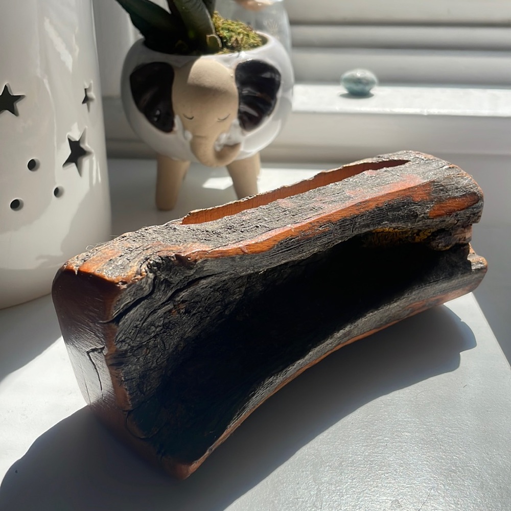 Bristle Cone Pine Made in USA
